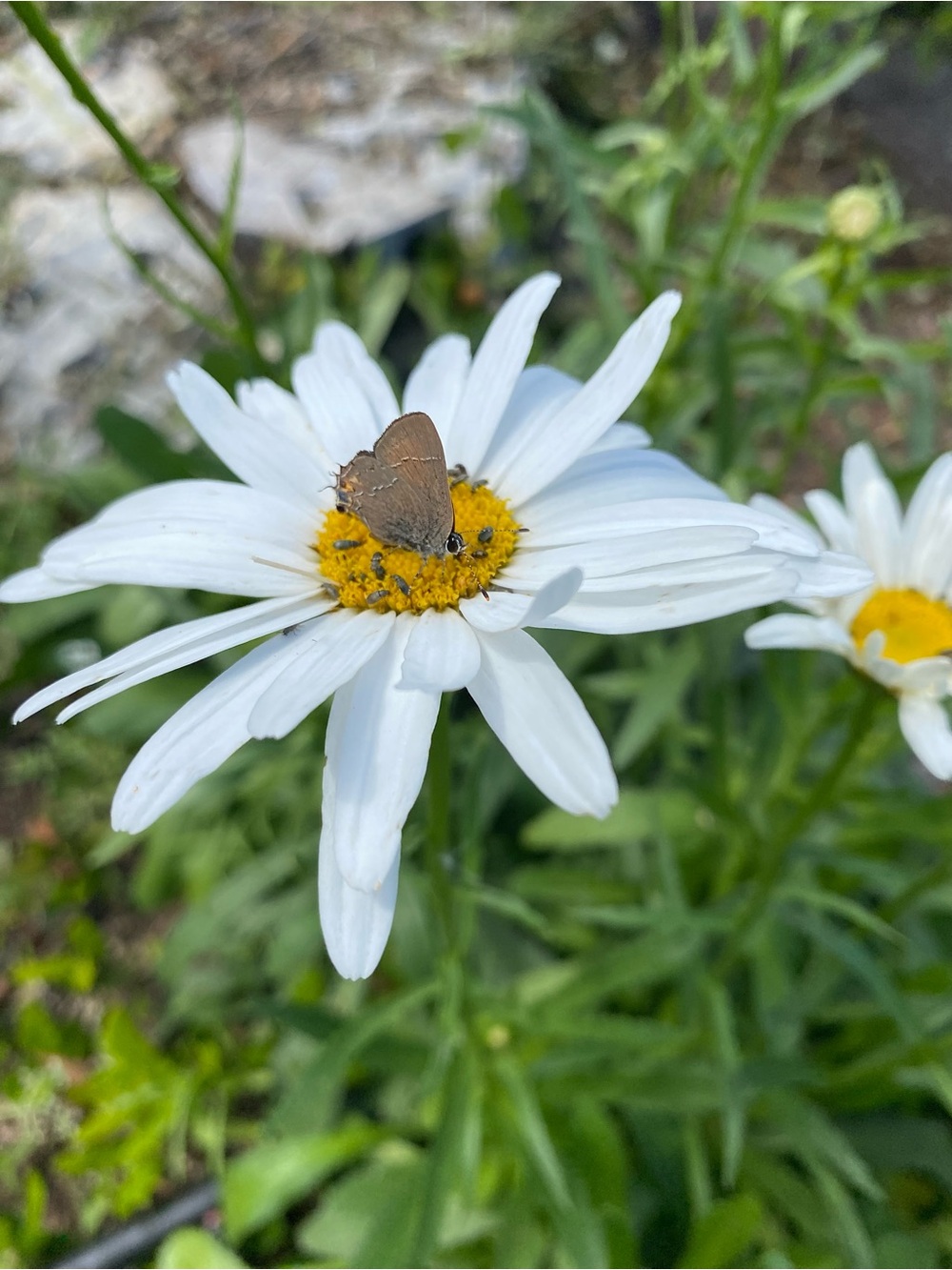 Shasta Daisy Seeds